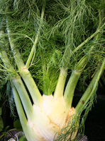 Fennel 