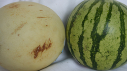 Melons 