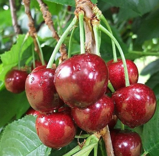 Cherries Sandra Rose (LOCAL) **