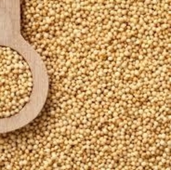 Amaranth grain thumbnail