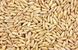 oat groats thumbnail