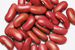 bean kidney thumbnail