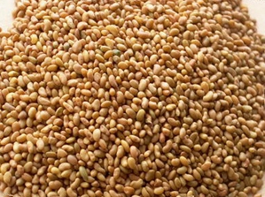 Sprouting - Alfalfa Seeds