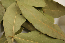 Bay Leaf CLOSE thumbnail