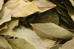 Bay Leaf thumbnail