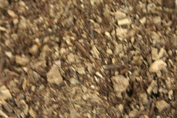 Black Cohosh thumbnail