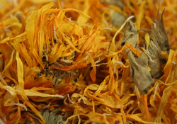 Calendula thumbnail