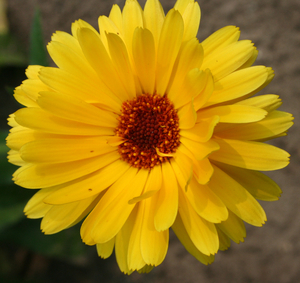 Calendula1 thumbnail
