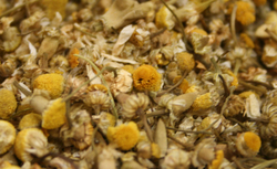 Chamomile thumbnail