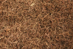 Cornsilk thumbnail