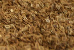 Dill Seed thumbnail