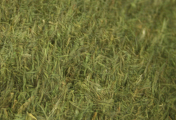 Dill Weed thumbnail