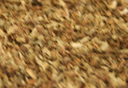 Feverfew thumbnail