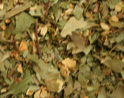 Hawthorn thumbnail