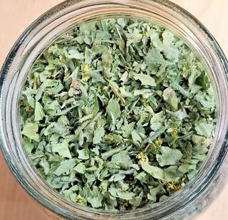 Ladys Mantle Herb1 thumbnail