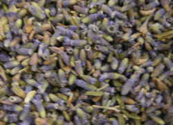 Lavender thumbnail