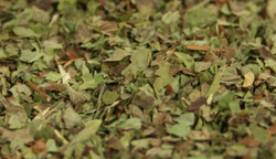 Lemon Balm thumbnail