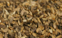 Milk Thistle Seed thumbnail