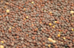 Mustard Seed Brown thumbnail
