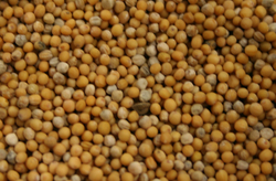 Mustard Seed Yellow thumbnail