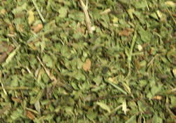 Nettle Leaf thumbnail