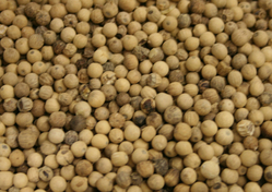 Perppercorn White1 thumbnail
