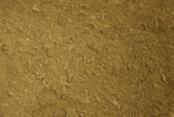 Sage Leaf Rubbed thumbnail