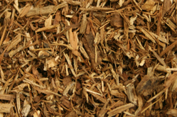 White Oak Bark thumbnail