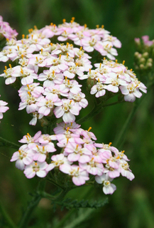 Yarrow thumbnail