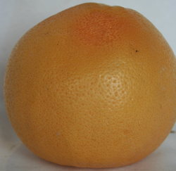 Grapefruits RED