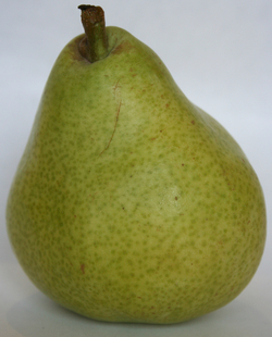 Pear - Anjou Green