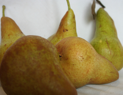 Pear - Bosc