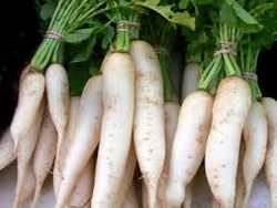 Daikon Radish thumbnail