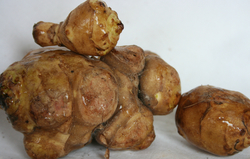 Artichoke_Jerusalem-2 thumbnail