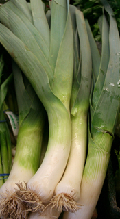 Leek 