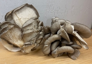 Mushroom Oyster thumbnail