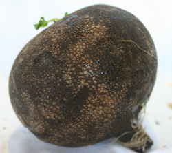 Radish_Black-2 thumbnail