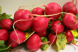 Radish Red Bunch 