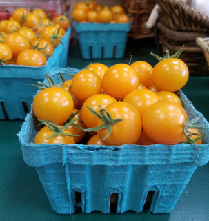 Tomato Cherry Yellow single thumbnail