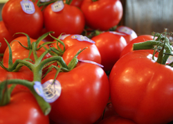 Vine Tomatoes CLOSE thumbnail