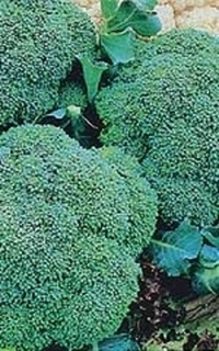 SEEDS - Broccoli Green 