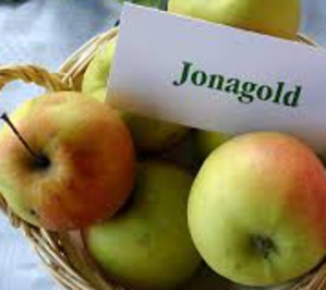 Apple Jona Gold Basket thumbnail