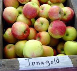 Apple Jona Gold best thumbnail