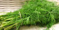 Dill - Fresh