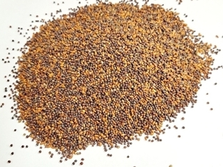 Spicy Microgreen Blend thumbnail