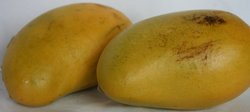 Mango_Atulfo-3 thumbnail