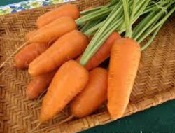 Carrots Chantenay thumbnail