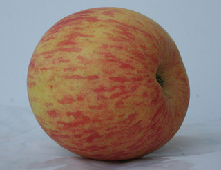Apple, Honeycrisp thumbnail