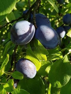 Plum, Black Amber on tree1 thumbnail
