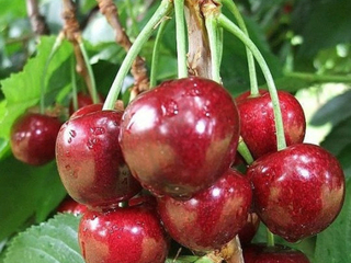 Cherries Red Bing